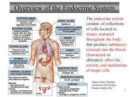 Chapter 16 Endocrine System Lecture Ppt Download
