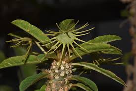Image result for Dorstenia buchananii