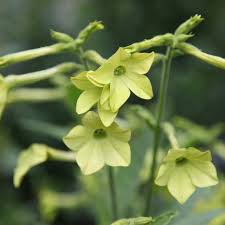 Perfect for the middle of a sunny mixed or annual border, this variety is renowned for its. Buy Tobacco Plant Nicotiana Lime Green 2 79 Delivery By Crocus