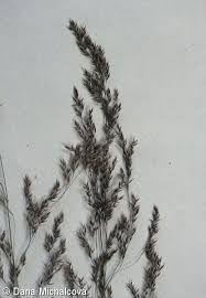 Image result for Agrostis epigejos