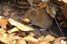 Doch als die temperatur immer höher stieg und er sich aufgrund seiner starken rückenschmerzen nur noch im bett wand, ging der notruf raus. Viele Falle In Stuttgart Hantavirus Falle Schnellen Nach Oben Epidemiejahr Erwartet Stuttgart Stuttgarter Zeitung