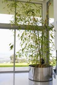What Is The Best Potting Soil For Bamboo Growing Bamboo Indoors Indoor Bamboo Indoor Bamboo Plant