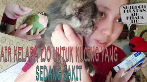 Fakta menarik tentang air kelapa. Manfaat Air Kelapa Ijo Untuk Kucing Youtube
