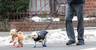 Your Dog Poop Bags Aren T As Green As Advertised Government Says