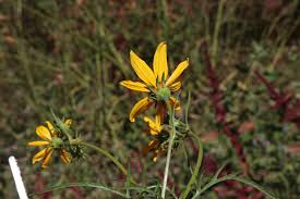 Image result for Bidens kilimandscharica