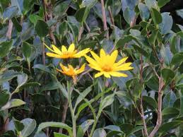 Image result for Polystachya bifida