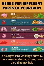 If An Organ Isn T Working Optimally There Are Many Herbs Spices Roots Etc That May Help Herbs For Health Healthy Herbs Health