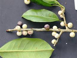 Image result for Ficus virens