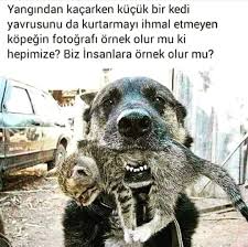 Yunanistan Dogs Animals Funny Dog Pictures