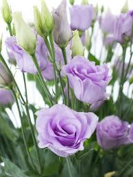 Lisianthus Eustoma Rosita Lavender Lila Bestellen Purple Flowers Beautiful Rose Flowers Lilac Flowers
