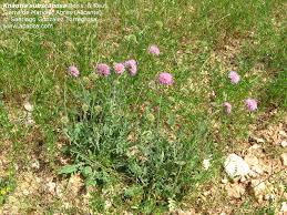 Image result for Emilia subscaposa