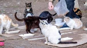 Akan tetapi, hanya berbentuk nilai saja tanpa memiliki harga. Sedekah Kepada Kucing Balasannya Luar Biasa