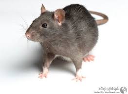 اذكي حيوانات علي وجه الارض متع عقلك Amino Amino