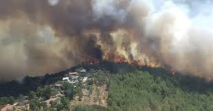 Bakan pakdemirli son durumu paylaşmıştı. Son Dakika Bodrum Da Korkutan Yangin