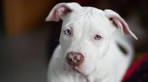 Pets and animals saint louis 500 $. White Pitbulls Genetics Pictures Puppy Prices More