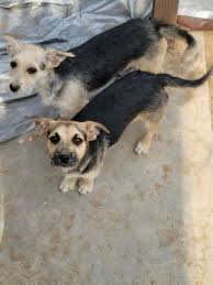 Take the first step to providing a loving home to a pet in need and adopt a pet. Dogs For Adoption Near Palmdale Ca Petfinder