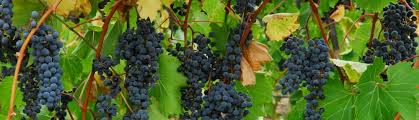 The Grape Vine | Off-Licence, Glasnevin