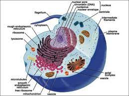 Maybe you would like to learn more about one of these? Sel Hewan Pengertian Struktur Bagian Fungsi Gambar Lengkap