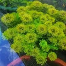 Image result for Limnophila indica
