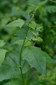 Image result for Chenopodiastrum