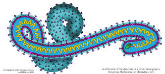 Ebola virus phase 1 we have developed an ebov glycoprotein vaccine candidate (ebola gp vaccine) expressed in insect cells, using our core recombinant baculovirus technology. Yes There Were Signs That Ebola Was In West Africa Perhaps As Far Back As 1973 Virology Down Under