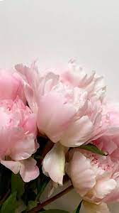 Peonies Iphone Wallpaper Peony Flower Photography Hello Wallpaper Wallpaper Peonies
