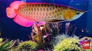 Pengertian organisasi menurut stephen p. 6 Fakta Ikan Arwana Yang Punya Nilai Jual Tinggi