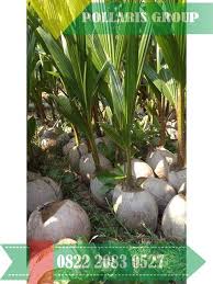 Tanam kelapa 2 ekar pendapatan bersih rm30k sebulan? Pin Di Bibit Kelapa Hibrida