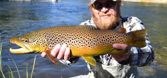 With its prime fishing conditions and beautiful scenery. Brown Trout Yellowstone National Park U S National Park Service