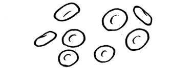 This can be a true in vivo finding or an in vitro artifact. Difference Between Plant And Animal Cells Cells As The Basic Units Of Life Siyavula