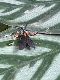 Image result for Millettia eetveldeana