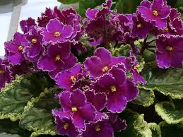African Violets Beautiful Wallpaper 700 X 525 198009 Hd Wallpaper Res 700x525 African Violets African Flowers African Violets Plants
