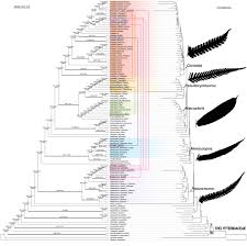 Image result for Christella chaseana