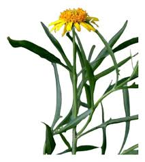 Image result for Pascalia glauca