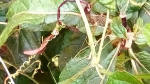 Image result for Momordica foetida