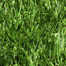 Harmony 500 Sq Ft Fescue Sod 1 Pallet Hh500f1 The Home Depot