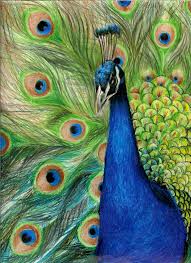 You can edit any of drawings via our online image editor before downloading. Peacock Color Pencil Art Peacock Art Color Pencil Sketch