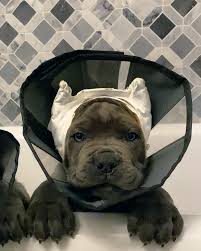 , spay/neuter or ear cropping this place is wonderful. Ear Cropping Clermont Animal Hospital