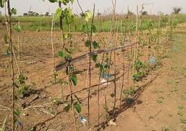 Image result for Dioscorea cayenensis