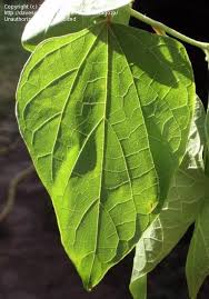 Image result for Alangium chinense