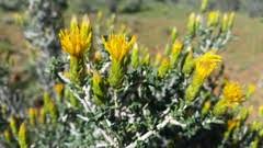 Image result for Pteronia acuminata