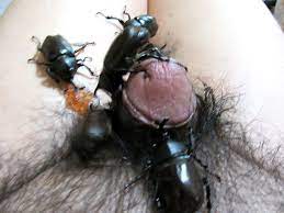 Gay insect porn ❤️ Best adult photos at hentainudes.com