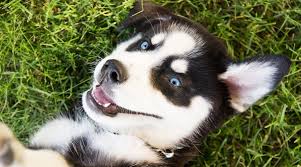 Other breeds with bluish eye colors include the siberian husky, border collie, dalmatian and australian shepherd. Blue Eyed Dog Breeds 25 Different Pups With Blue Eyes