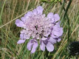 Image result for Scabiosa columbaria