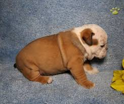 Did you scroll all this way to get facts about victorian bulldog? Abby Victorian Bulldog Puppy For Sale In Shipshewana In Happy Valentines Day Happyvalentinesday2016i