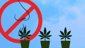How To Get Rid Of Weed Smell In Your Home Wikileaf