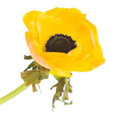 Anemone Yellow Flower Guide Anemone Flowers