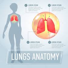 I teach human anatomy and do a bunch of other things in my life. Lung Modern Medical Infographics Internal Organs In A Female Human Body Anatomy Of People Realistic Vector Illustration Premium Vector In Adobe Illustrator Ai Ai Format Encapsulated Postscript Eps Eps Format