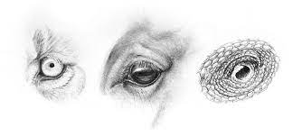 Gators crocodiles have pretty large eyeballs compared to their size. How To Draw Animal Eyes
