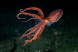 9 Giant Pacific Octopus Facts That Will ...